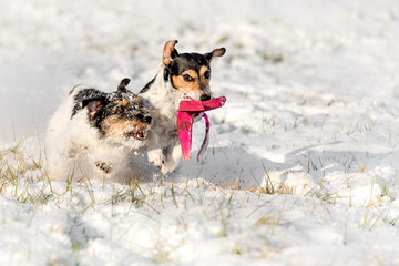 Two little dogs are actively playing in the snow with a ball - Jack Russell Terrier Hound - hair...