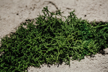 Green moss in the crack of the concrete wall. Loft design, art.