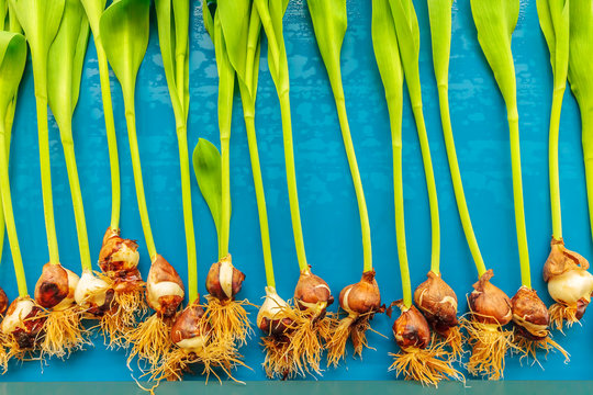 Fresh tulips on a blue conveyor belt in a Dutch greenhouse