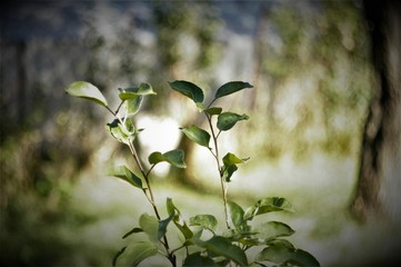 Red dog waiting for a friend