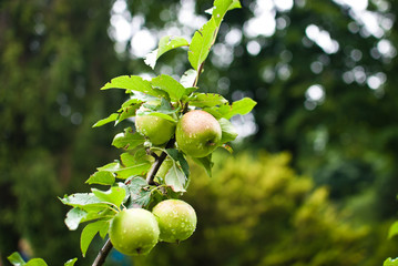 Green ripe apple covered with raindrops on the tree