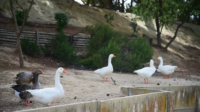 White and grey ducks in a public park in Sardinia, Italy