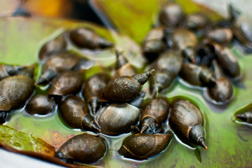 Close-up of big creepy snails in the pond