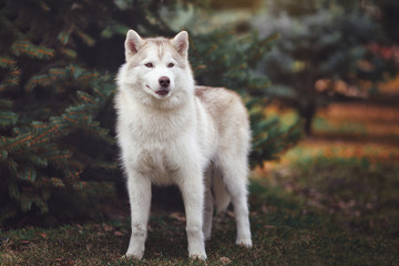 Siberian husky dog in the forest.