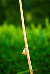 Yellow snail is creeping up a steem