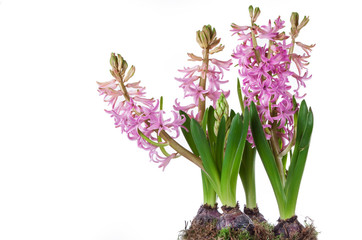 flowers of hyacinth pink color, messenger spring