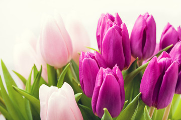 Beautiful pink and purple tulips on white background