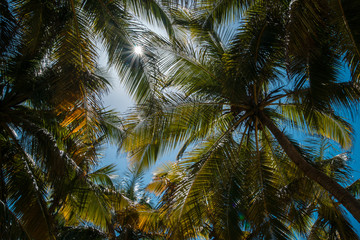 Fototapeta na wymiar Coconut palms on the ocean shore.