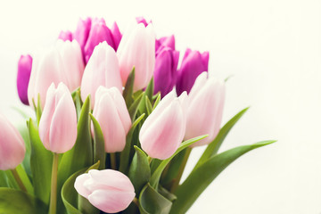 Beautiful pink and purple tulips on white background