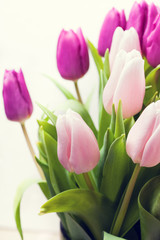 Beautiful pink and purple tulips on white background