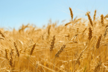 Fototapeta premium Golden colors of ripe wheat field