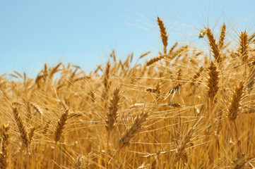Golden colors of ripe wheat field