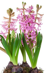 Fototapeta na wymiar flowers of hyacinth pink color, messenger spring