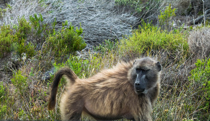 Baboon on the Street