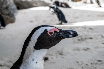 penguins in cape town