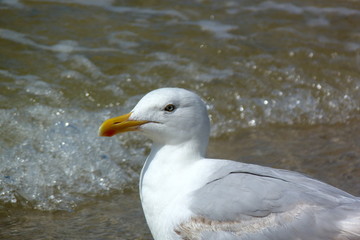 Möwe, Mittelmeermöwe, Laridae 