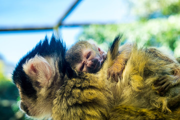Baby monkey on the back of its mother