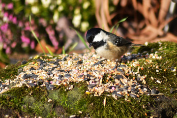 Coal tit