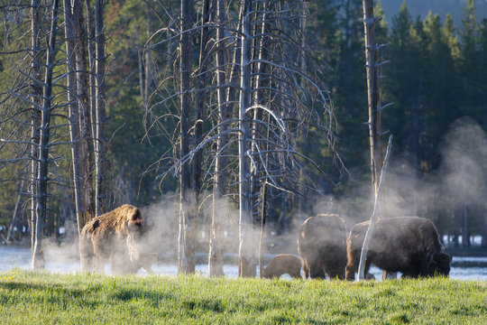 Genetically Pure American Bison - Yellowstone National Park.