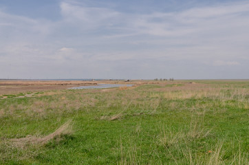 green grasslands in spring on the shores of  Big Yashaltinskoye Lake Berezovskoye, Kalmykia