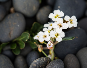 Obraz na płótnie Canvas White flowers from rocks