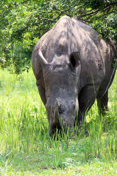 Wilde Nashörner in Uganda Afrika