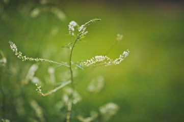 Summer meadow grass closeup 504.