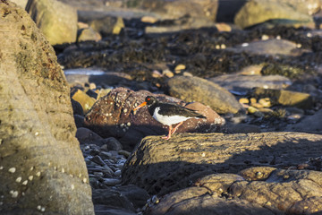 Oystercatcher on rocks scavenging for food