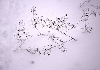 Black branch of a dry plant, sticking out of snow