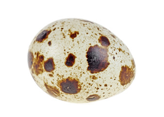 One quail egg isolated on a white background