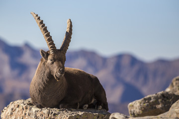 Bouquetin adulte mâle (Capra ibex), Alpes-de-Haute-Provence 