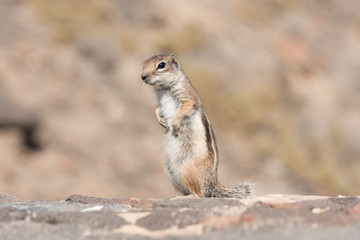 View on a ground squirrel with blurred background, funny animal with interesting posing
