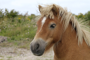 Obraz na płótnie Canvas Majestic pony with beautiful mane near Ireland's coast