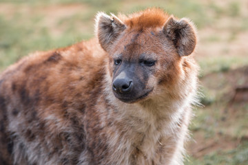 Hy&auml;ne (Hyaenidae, Carnivora)