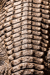 Detailed view on the structured back of a crocodile