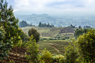 Fototapeta na wymiar Green farmland fields landscape in Virunga volcano national park, Rwanda