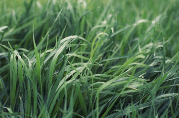 Grass on the field as a background. Agricultural composition in the summer time