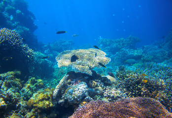 Tropical lagoon Underwater landscape. Coral reef panorama in open sea water.