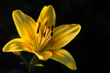 Obraz premium Yellow Tiger Lily