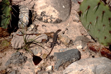 LIzard