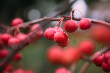 berry cherry chinese red branch tree