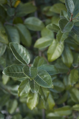 Elaeagnus pungens