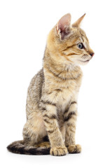 Kitten on white background.