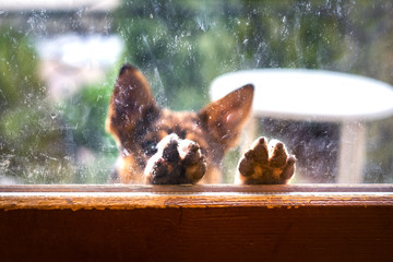 a homeless brown dog lifted his paws to the window, asking for food