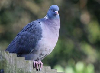 Pigeon