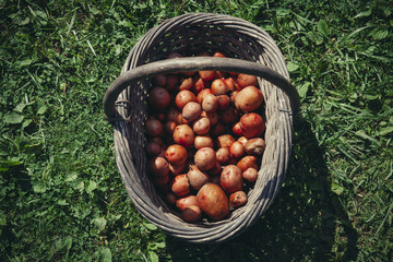 High angle view of harvested potatoes in basket on field