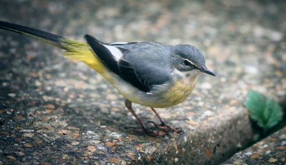Grey Wagtail