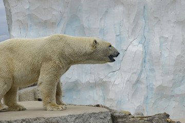 Obraz na płótnie Canvas Portrait of an polar bear