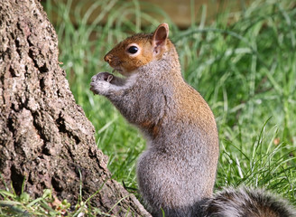 Fototapeta premium Grey Squirrel