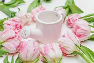 Pink tulip flowers and small toy watering can vase on a white wooden background. Spring greeting card happy mother day. Flat lay